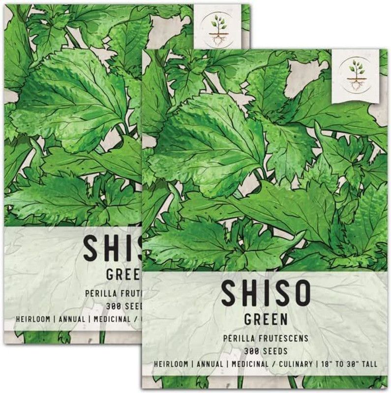 VibeX ® VLR-63 Kaori Ao Shiso Perilla Seeds Seed  (300 per packet)