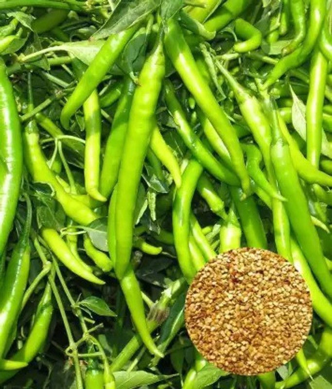 MAA Green Chilli, Chilli Pepper, Mirchi Seed  (40 per packet)