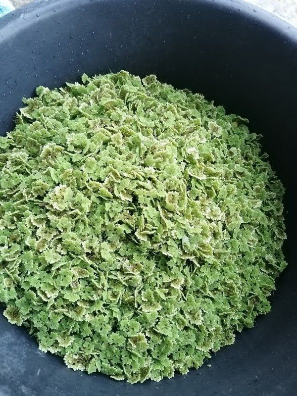 Buywin Azolla Seed  (50 per packet)