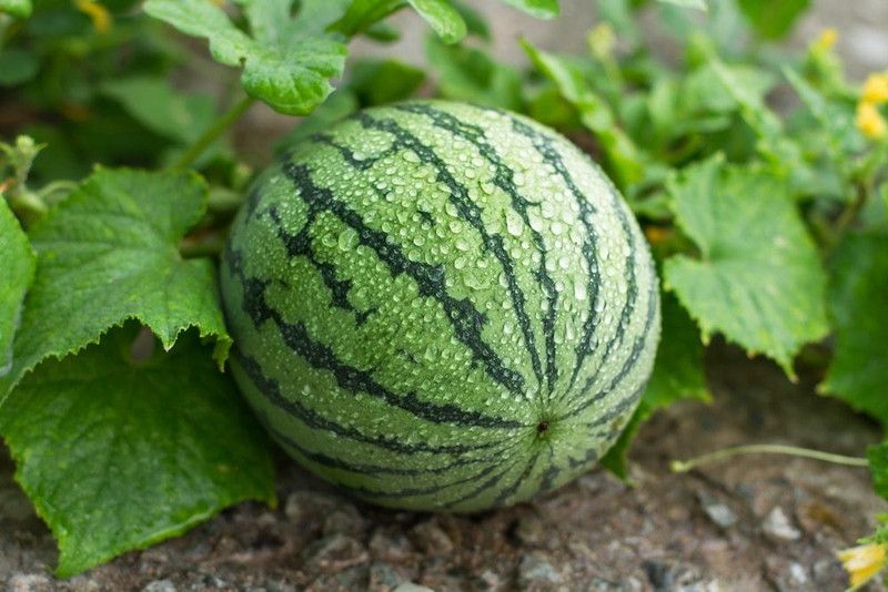 Mozette Hybrid Watermelon Seed  (60 per packet)