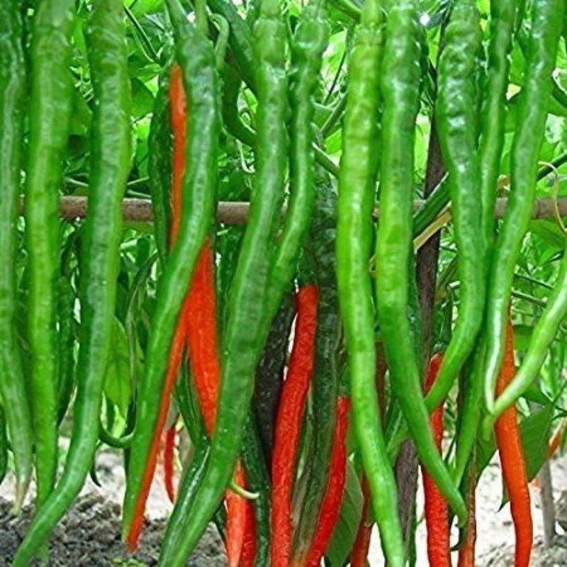 KANAYA Pepper Chilli Hybrid Seed  (120 per packet)