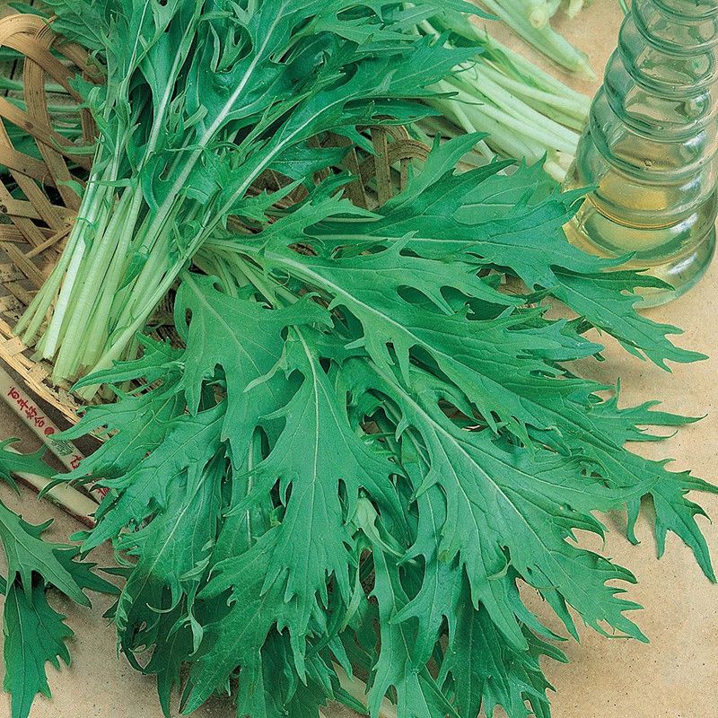 CYBEXIS PUAS-26 - Organic Mizuna Mustard - (750 Seeds) Seed  (750 per packet)