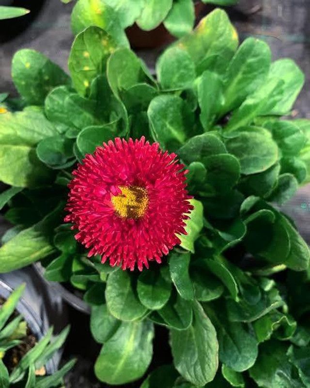 VNR VNR daisy f1 hybrid original seed Seed  (50 per packet)