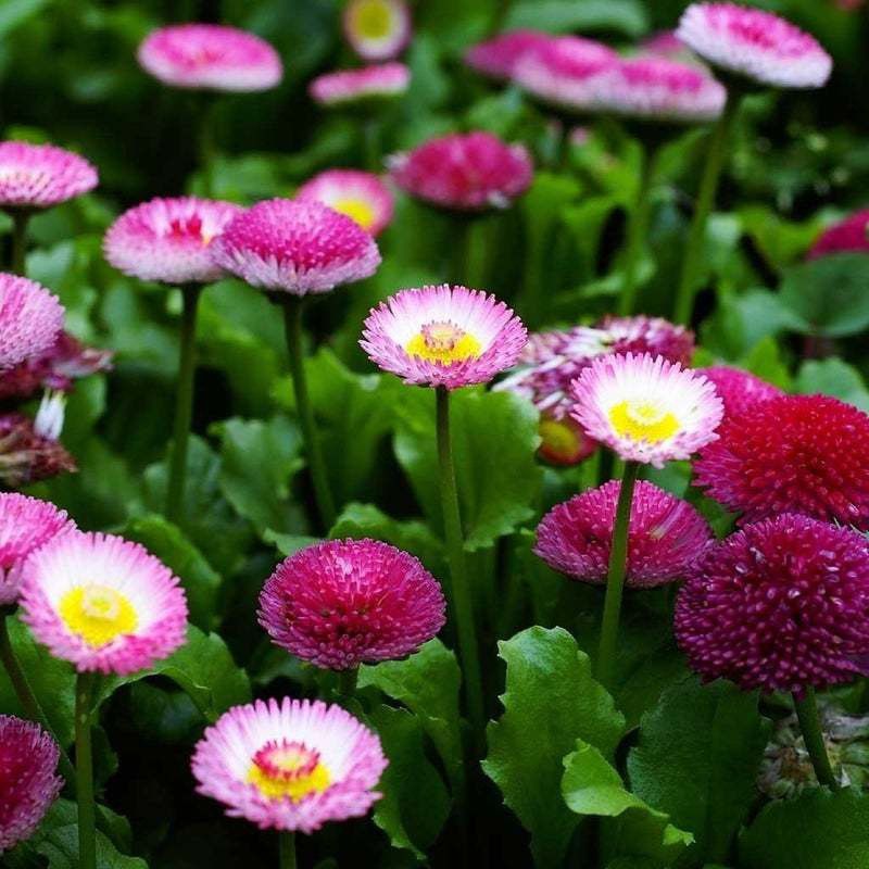 XOLDA Exotic Daisy Mix Flower Seed  (57 per packet)