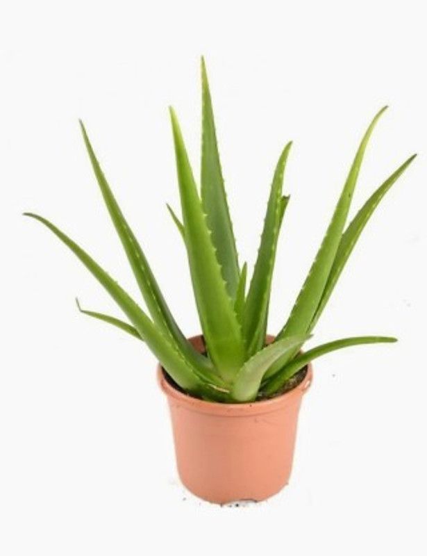 Grun Aloe Vera Plant  (Hybrid, Pack of 1)