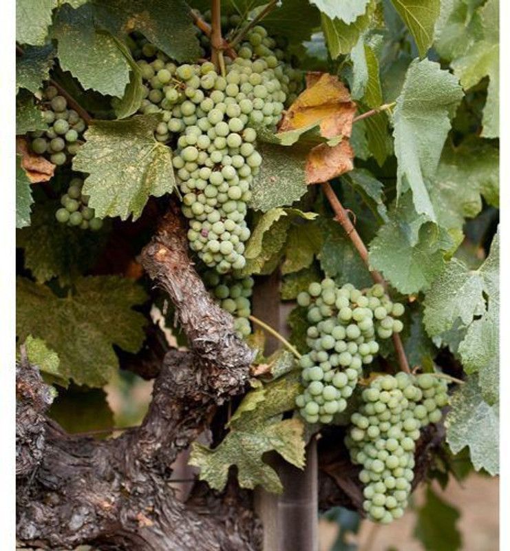 Platon Grapes Plant  (Hybrid, Pack of 1)