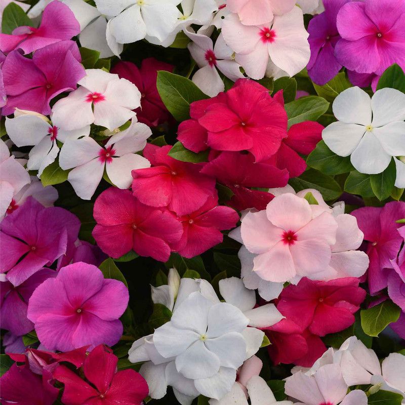 Paudha Exotic Vinca Mix Seed  (61 per packet)