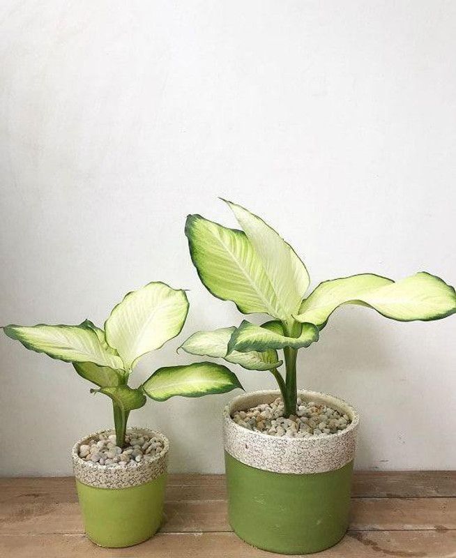 Eco Ocean Aglaonema Plant  (Hybrid, Pack of 2)