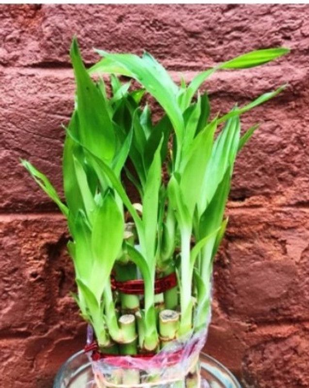 Padmavatii Lucky Bamboo Straight Stick  (Hybrid, Pack of 1)