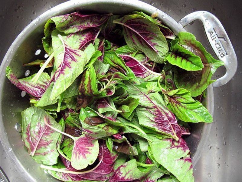 PLANTZON Tottakura/Amaranthus Seed  (35 per packet)