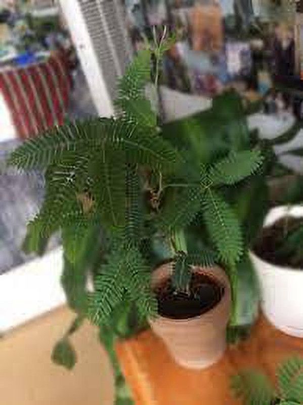YADRA Shame Plant  (Hybrid, Pack of 1)