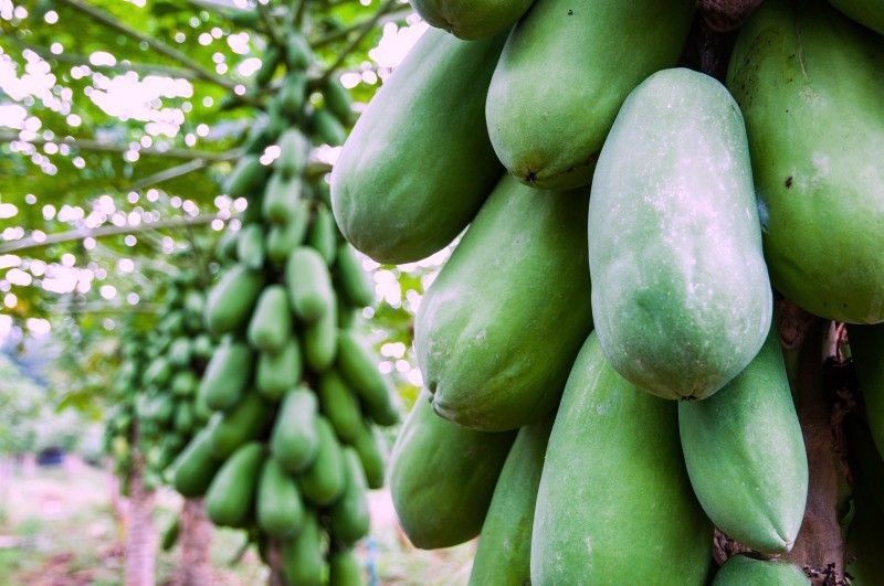 PLANTZON Papaya Hybrid Seed  (60 per packet)