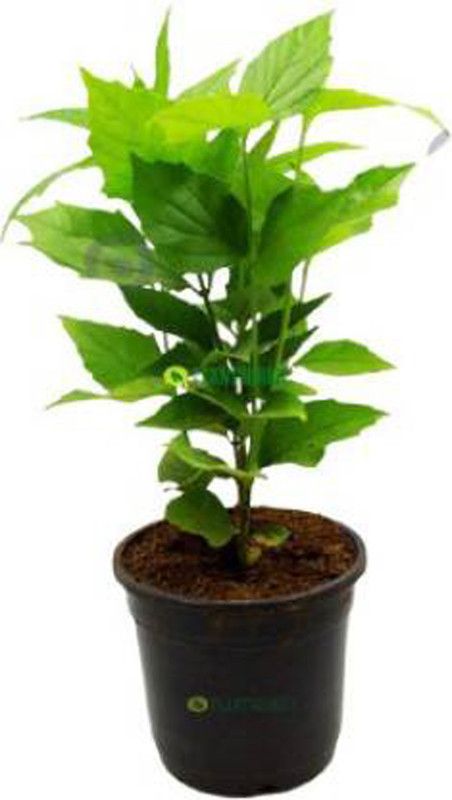 Sumang Green Land Parijat/Harsingar Plant  (Pack of 1)