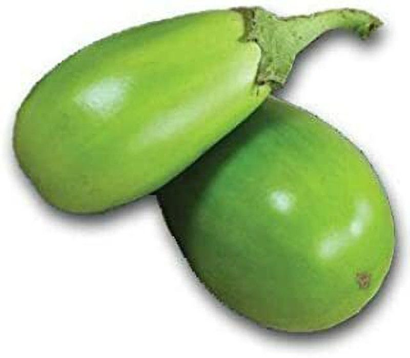 PMB Organic Brinjal green round Seed  (38 per packet)