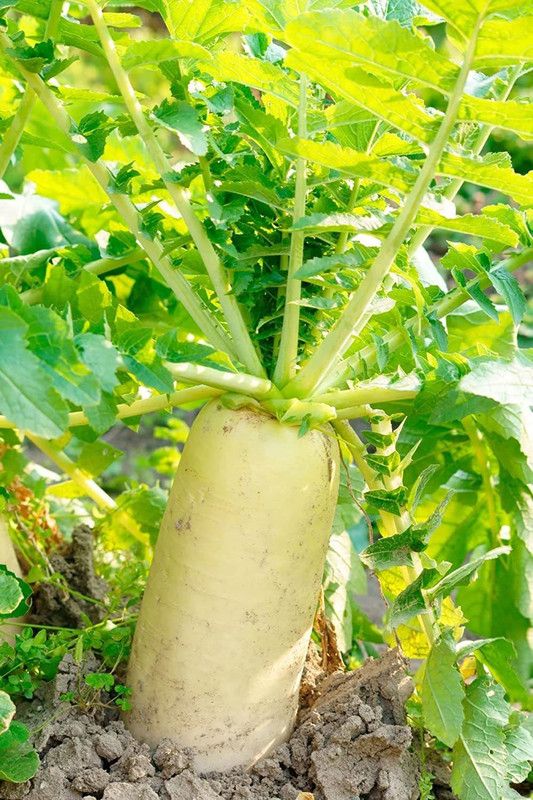 VINTI Daikon Radish Seeds Seed  (1000 per packet)