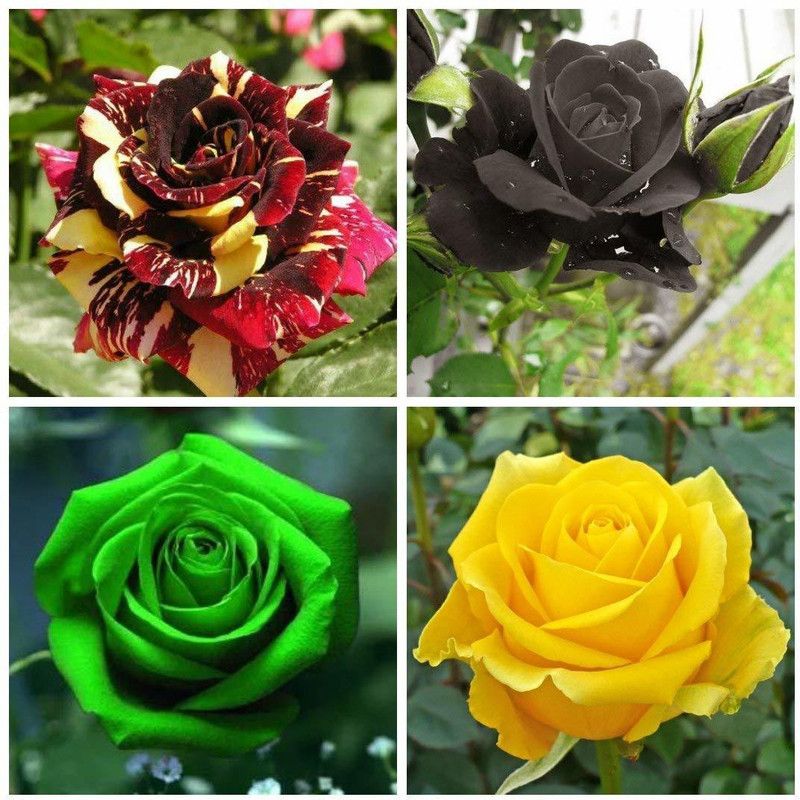 VibeX Exotic Rose Flower Seeds Combo - Black Dragon, Yellow, Green, Red Seed  (50 per packet)