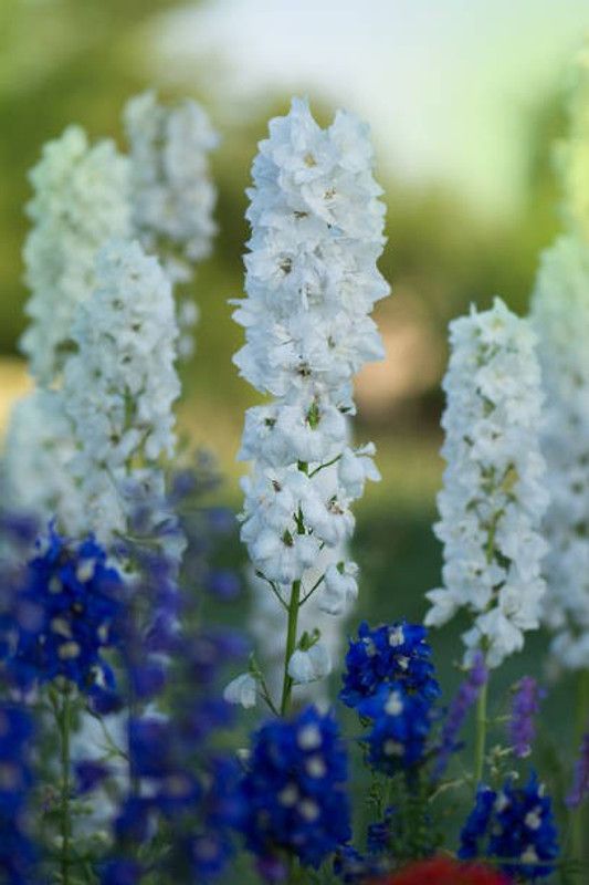 Splorias Larkspur Flower Seed  (40 per packet)
