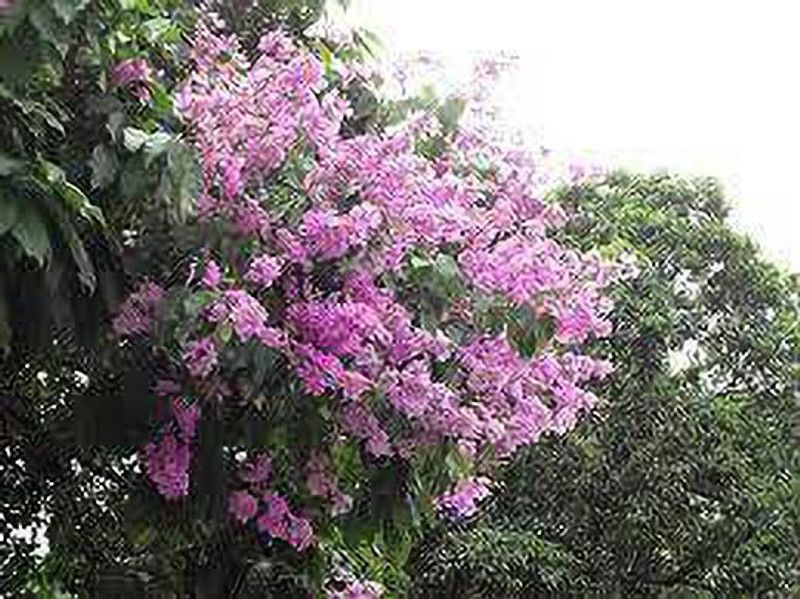 SSSB LIVE PLANT Jasmine Plant  (Hybrid, Pack of 1)