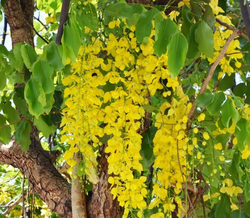 SHOP 360 GARDEN Cassia fistula, Flower of Kerala, Bahava, Golden shower Tree, Amaltas, Indian laburnum - Ornamental Tree Seed  (30 per packet)