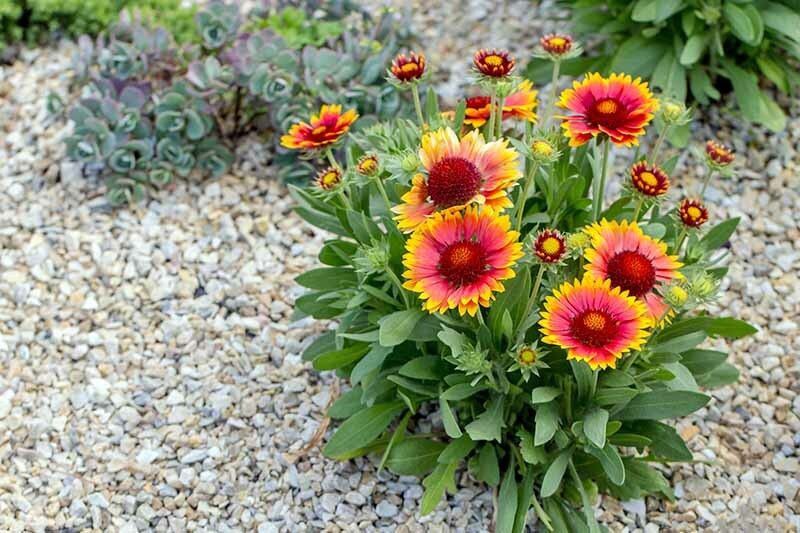 XOLDA Gallardia flower Seed  (35 per packet)