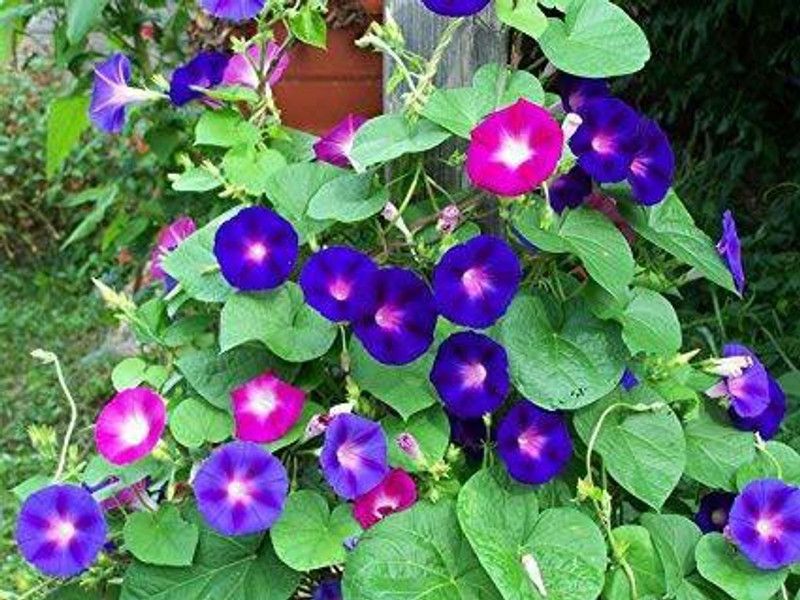 CYBEXIS IPOMEA MORNING GLORY MIXED FLOWER SEED Seed  (50 per packet)
