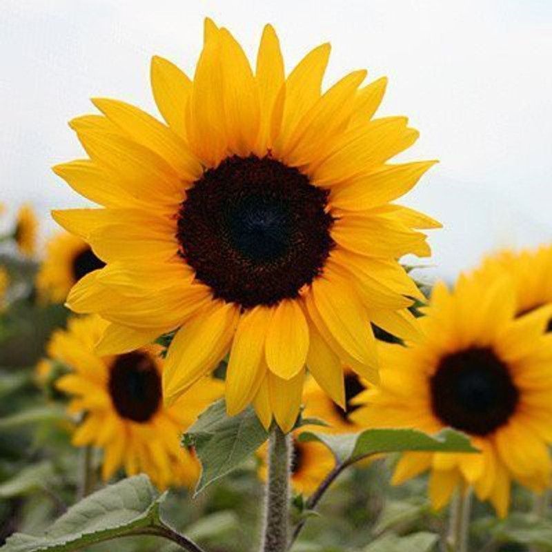 PLANTZON Sunflower Seed  (45 per packet)
