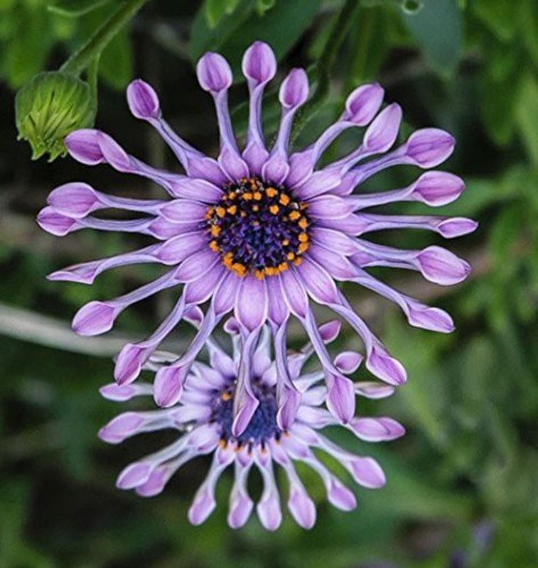 CYBEXIS Beautiful Eyed Osteospermum African Daisy Seeds Seed  (1 g)