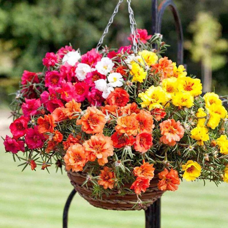Paudha Portuluca Mixed / Rose Seed  (41 per packet)