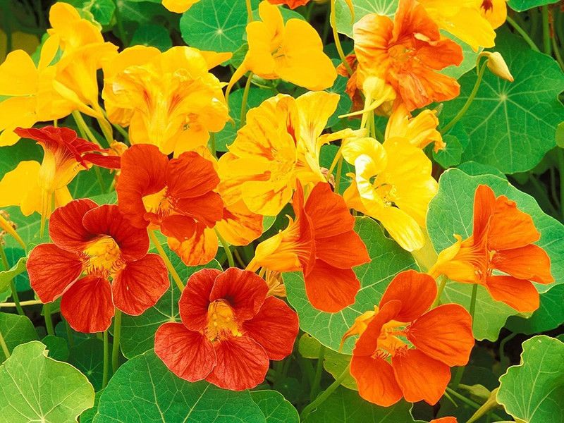 CYBEXIS Nastratium Flower Seeds Seed  (1 g)