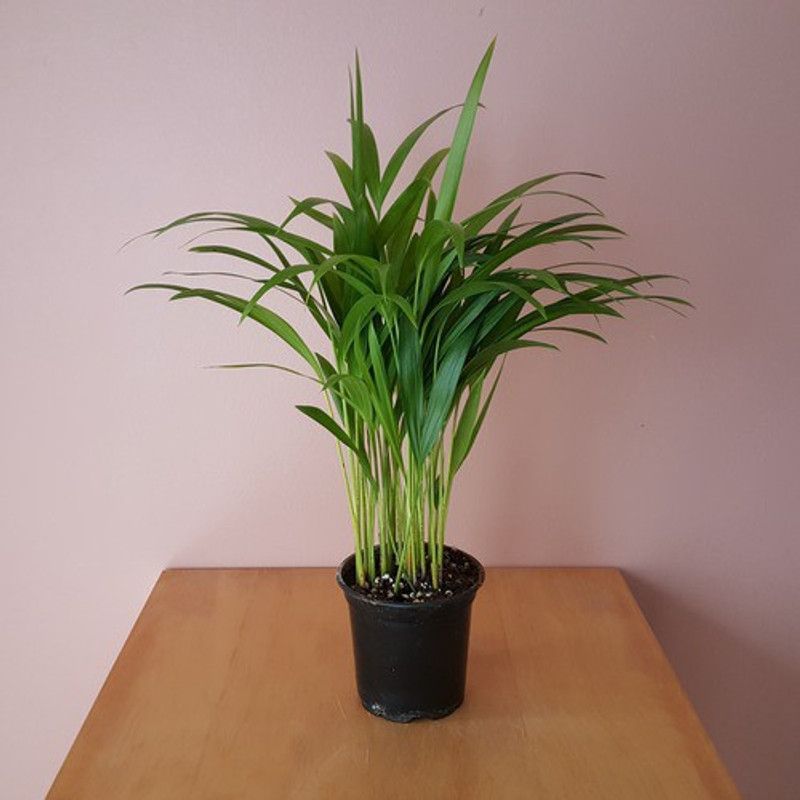 Vamsha Nature Care Areca Plam  (Hybrid, Pack of 1)