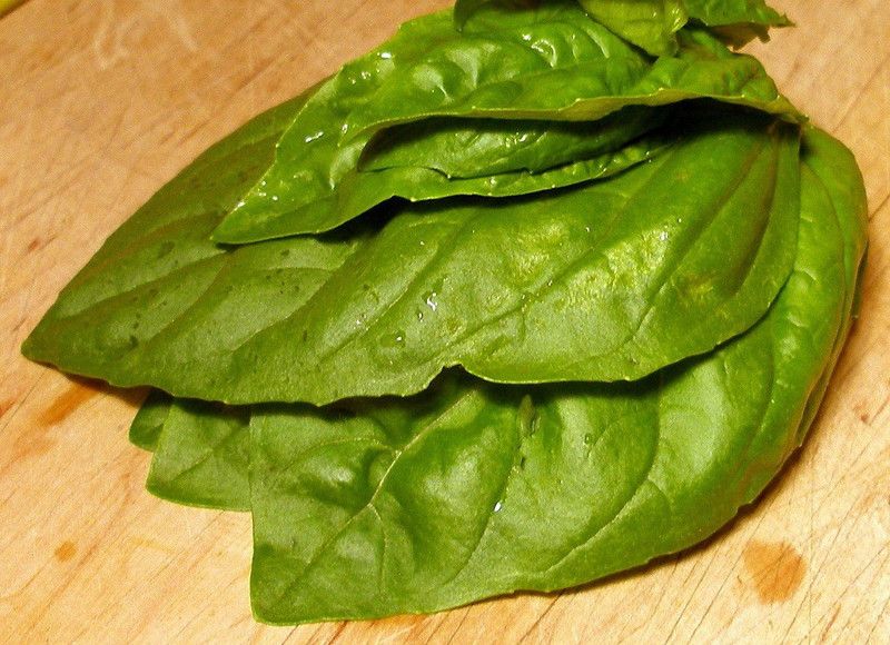 WILLVINE HUA-10 Napolitano Mammoth-Leafed Basil Seed  (2000 per packet)