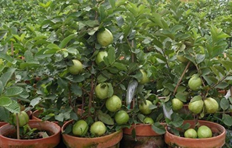 OMOM Guava Seed  (101 per packet)