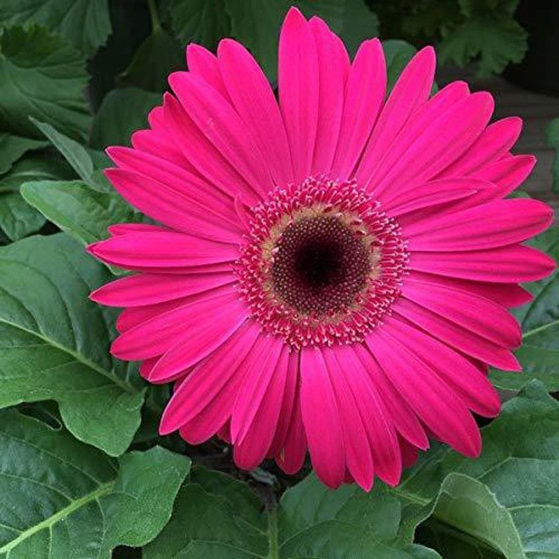 CYBEXIS Pink Color Gerbera Daisy Seed  (1 g)