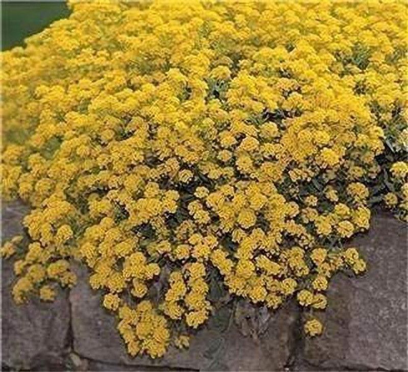 CYBEXIS Alyssum Montanum Mountain Gold Seed  (50 per packet)
