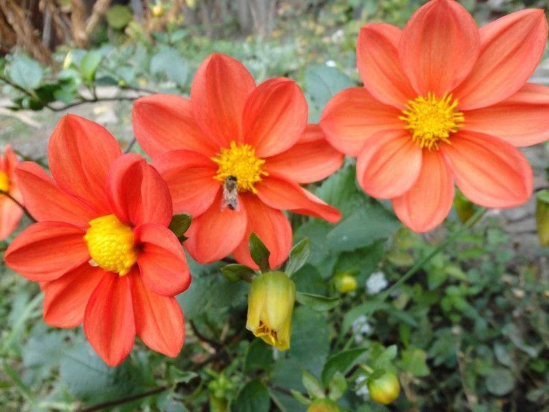 CYBEXIS Flowers Dahlia Funny Guys Mix Seeds Seed  (50 per packet)