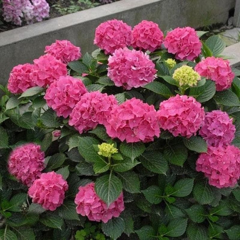 Padmavati Hydrangea Plant  (Hybrid, Pack of 1)