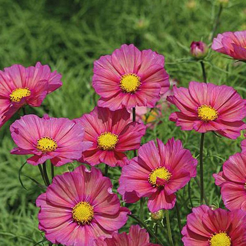 CYBEXIS Cosmos Flower Seeds, Long Flowering Seed  (50 per packet)