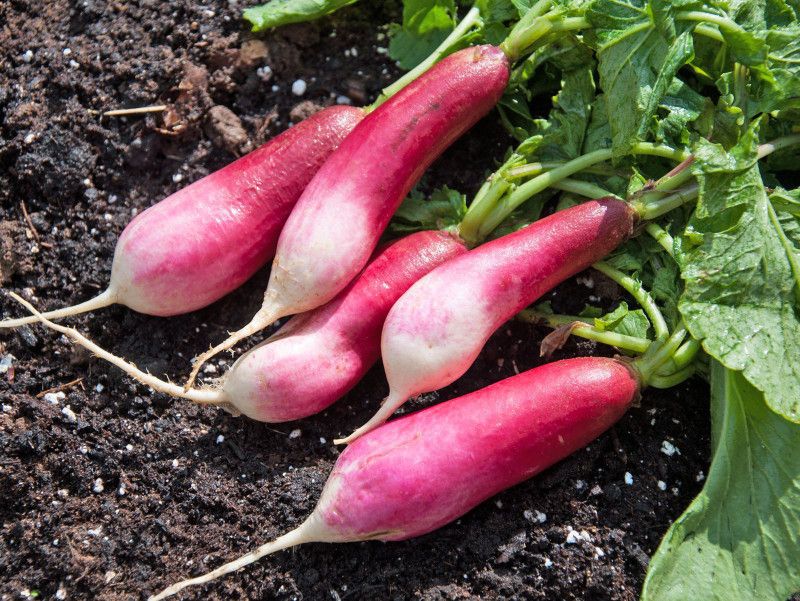 Xesas Hybrid Radish Seed  (30 per packet)
