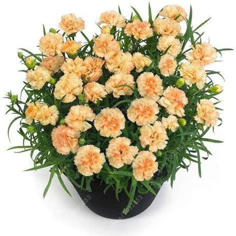 CYBEXIS Carnation Flower Seeds Seed  (50 per packet)