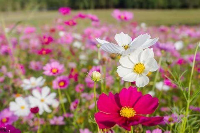 CYBEXIS Cosmos bipinnatus Dwarf Wonder Mix Seed  (50 per packet)