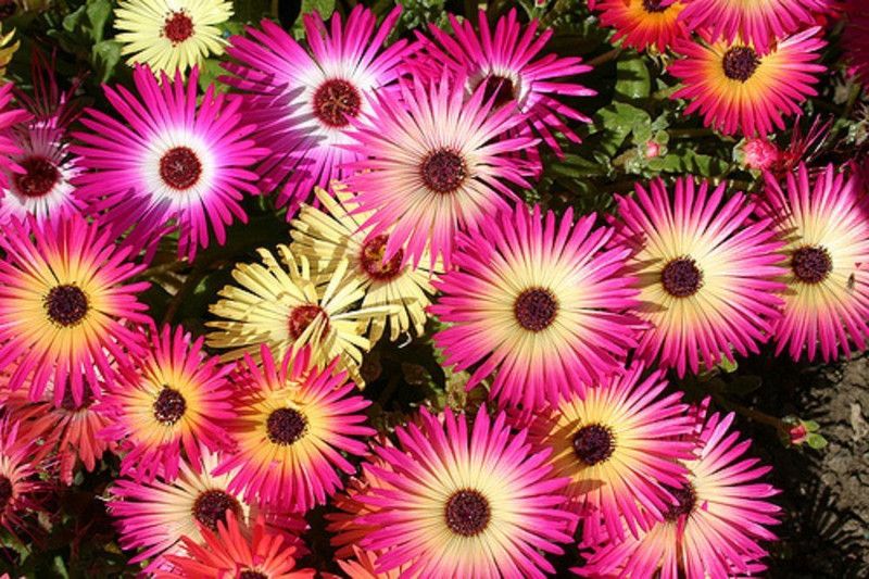 CYBEXIS Mesembryanthemum,Ice Plant,Livingstone Daisy, Pebble Plant Garden Flower Seeds Seed  (50 per packet)