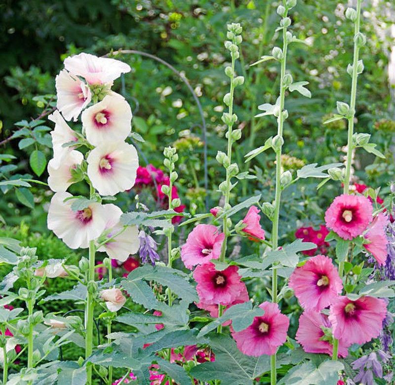 sporos Hollyhock f1 Seed  (15 per packet)