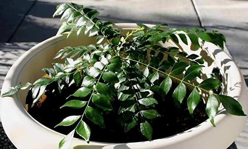 Aro Curry Leaves, Curry Leaf, Kadipatta Seed  (44 per packet)