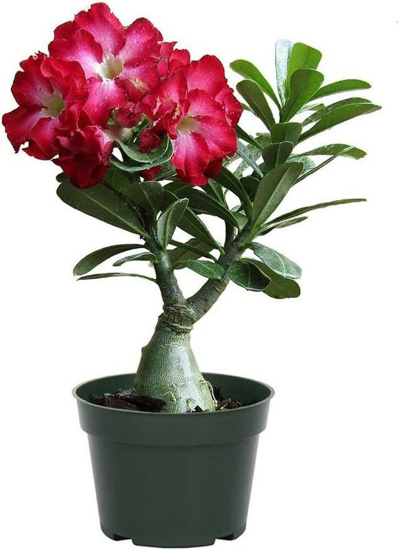 VibeX ® LXI-595 True Desert Rose Seeds Seed  (30 per packet)