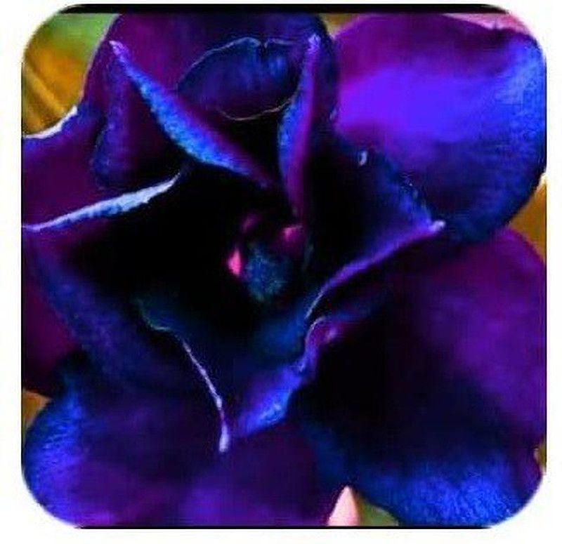 VibeX ® VMR-733 Adenium Obesum Desert Rose Impala Lily Seed  (30 per packet)