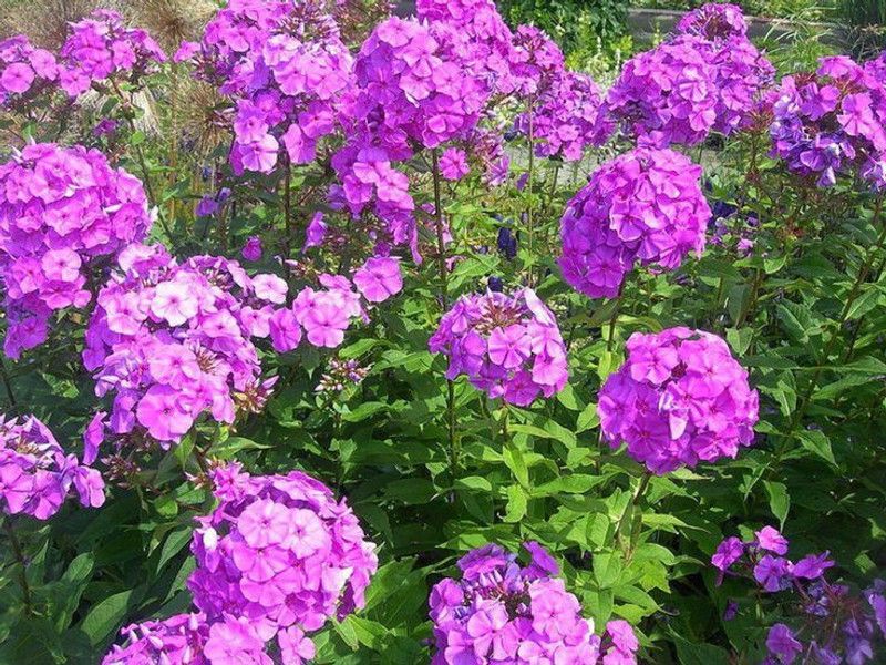 XOLDA Phlox flower Seed  (14 per packet)