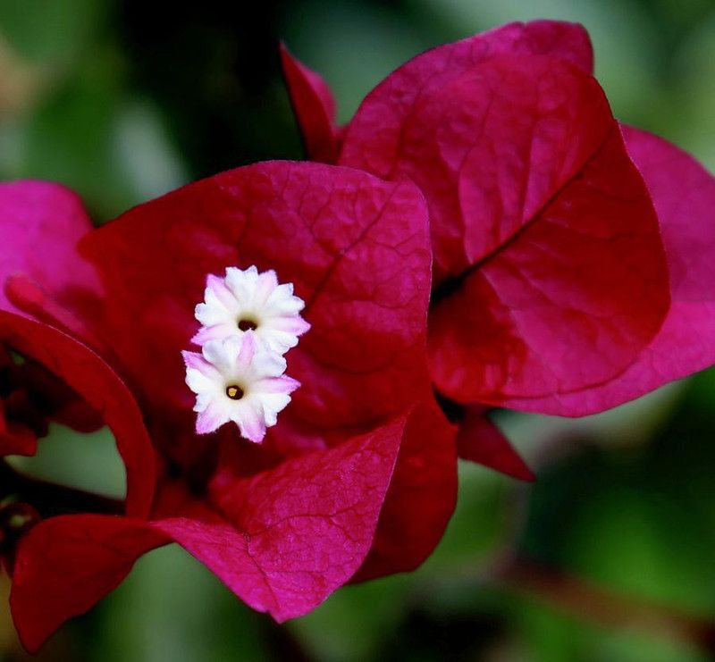 SAVE GREEN Bougainvillea Plant  (Hybrid, Pack of 1)
