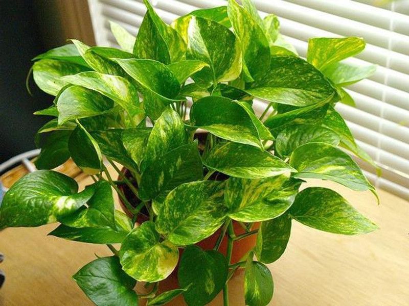 Angel Money Plant  (Hybrid, Pack of 1)