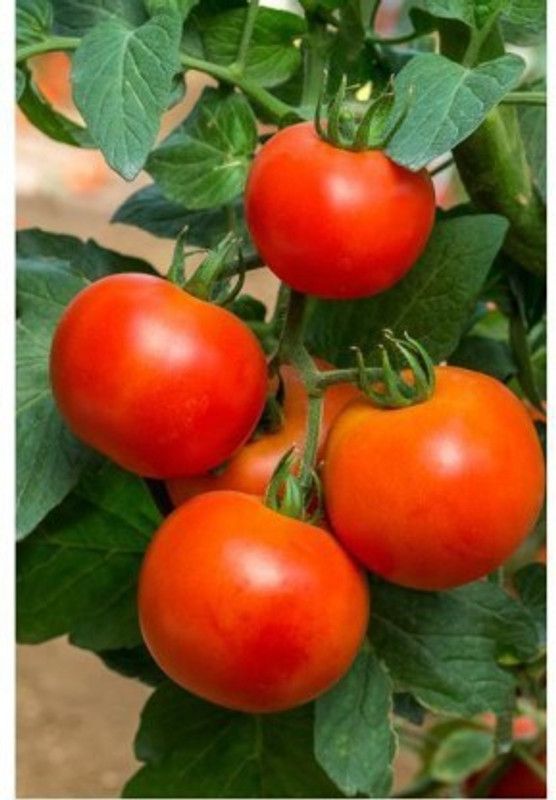 Greenerry TOMATO Seed Seed  (150 per packet)