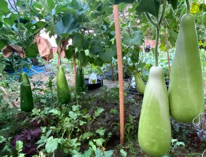 UGRA Bengali khodu/Bottle gourd seeds Seed  (400 per packet)